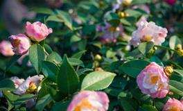 YAO叔:巨蟹座一周运势（5.7-5.13）