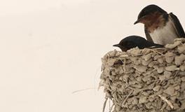 家中出现这11种征兆迹象，预示你好运将至！