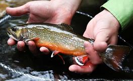 孕妇梦见抓鱼是什么意思