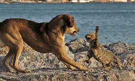 孕妇梦见猫和狗有什么寓意