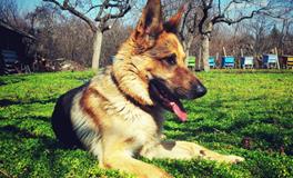 梦见狗咬别人是什么意思