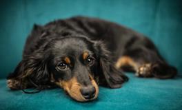 梦见狗咬手指是什么意思