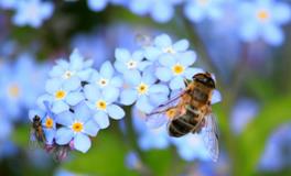 梦到蜜蜂是什么意思