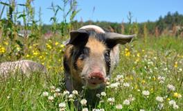 梦见杀猪见血是什么意思