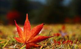 秋分养生，秋分应该吃什么？