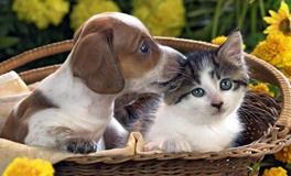 慎防猫狗风水禁忌