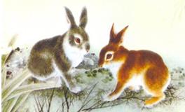 属兔2019年运势运程 生肖兔2019年运势大全