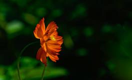 小暑是什么意思，小暑的含义