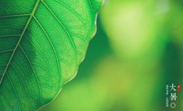 大暑时节的谚语大全