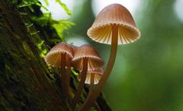 O血型金牛座的事业观