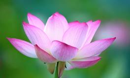 AB血型狮子座的事业观