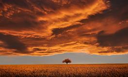 下一个猴年是哪一年