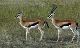 AB血型射手座的事业观