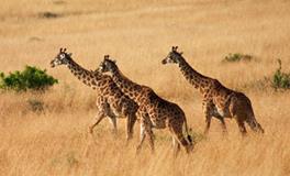 B血型摩羯座的事业观