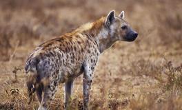 B血型双鱼座的事业观