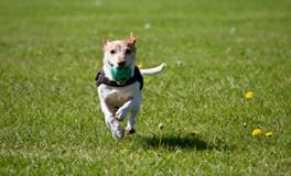 梦见小狗死了是什么意思呢