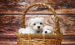 梦见三只狗是什么意思