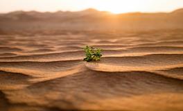 土鸡年是哪些年份