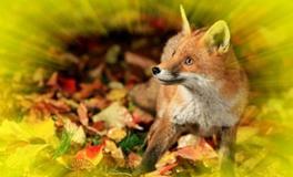 O血型君分手后还能做朋友