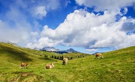 周公解梦梦见牛是什么意思