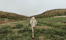 梦见蛇咬我是什么意思