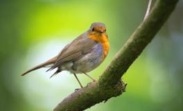 梦见一大一小两条蛇