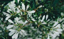 女人梦见一窝蛇