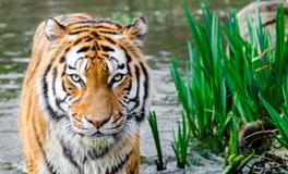 女人梦见老虎的好处