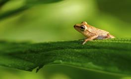 B血型君最容易被骗吗？