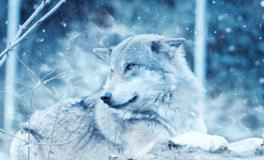 女人梦见狼是什么意思