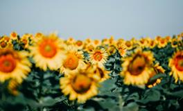 梦到死去的人是什么意思