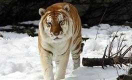 B血型君能否绝处逢生