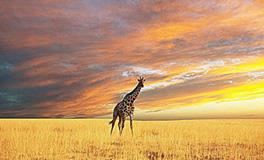 O血型的人潜力大吗？