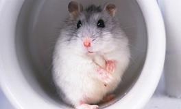 O型血属鼠人的人际关系