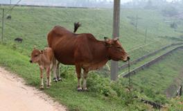 AB型血属牛人的人际关系