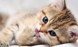 AB型血属龙人的人际关系