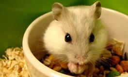 AB型血属蛇人的人际关系