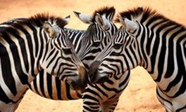 AB型血属马人的人际关系