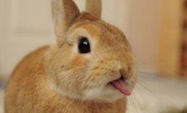 B型血双子座的人境界最高吗？