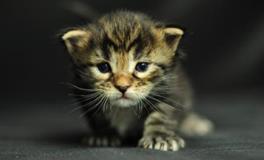 B型水象星座的人最容易被甩吗？