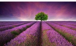 双鱼座女生喜欢什么花