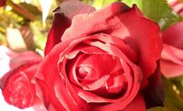 十二星座的幸运花是什么