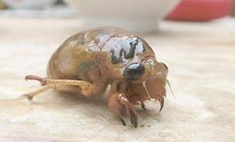 O血型的人最能撒谎吗？