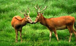 A微日记2018年8月狮子座运势