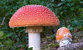 AB型血属牛的人最有前途吗？