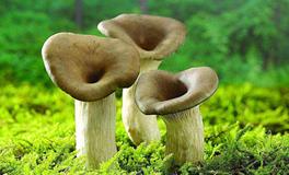 AB型血属马的人最有前途吗？