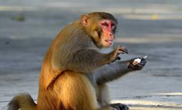 AB型血属猴的人最有前途吗？