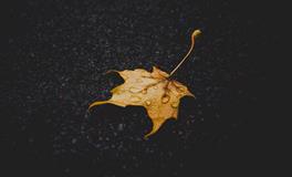 属牛的适合养什么植物