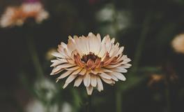 属龙的适合养什么植物