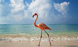 A血型君什么时候最有魅力